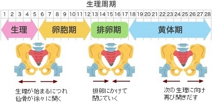 女性の健康における仙骨の重要性