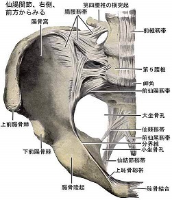 仙骨矯正 Sot 仙骨後頭骨テクニック の概要