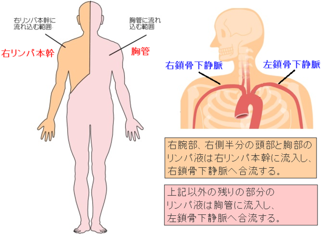 リンパの流れにそった全身ほぐし