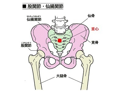 仙骨の特徴と役割の解説