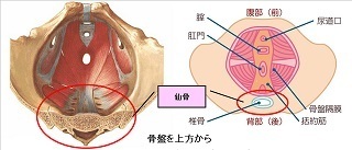 腰痛ではない 仙骨痛 仙腸関節痛