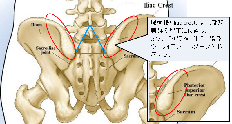 「仙腸関節」の画像検索結果