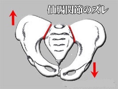 仙骨の形態と形成時期の解説 仙骨の形態と形成時期の解説