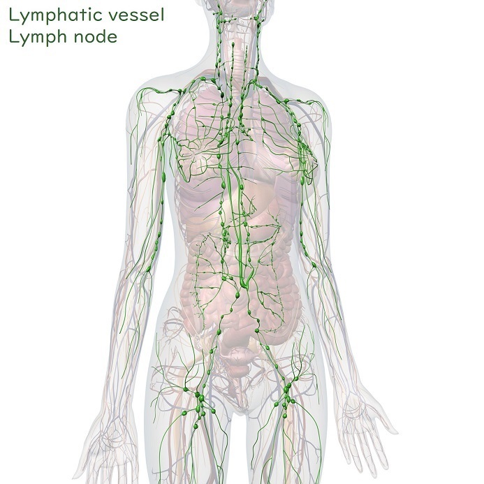 リンパ 系 と は
