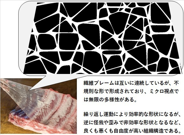 筋膜_繊維フレーム