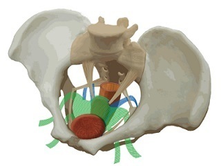 Uterus and ovaries in pelvis