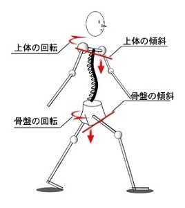 仙骨と運動連鎖_02