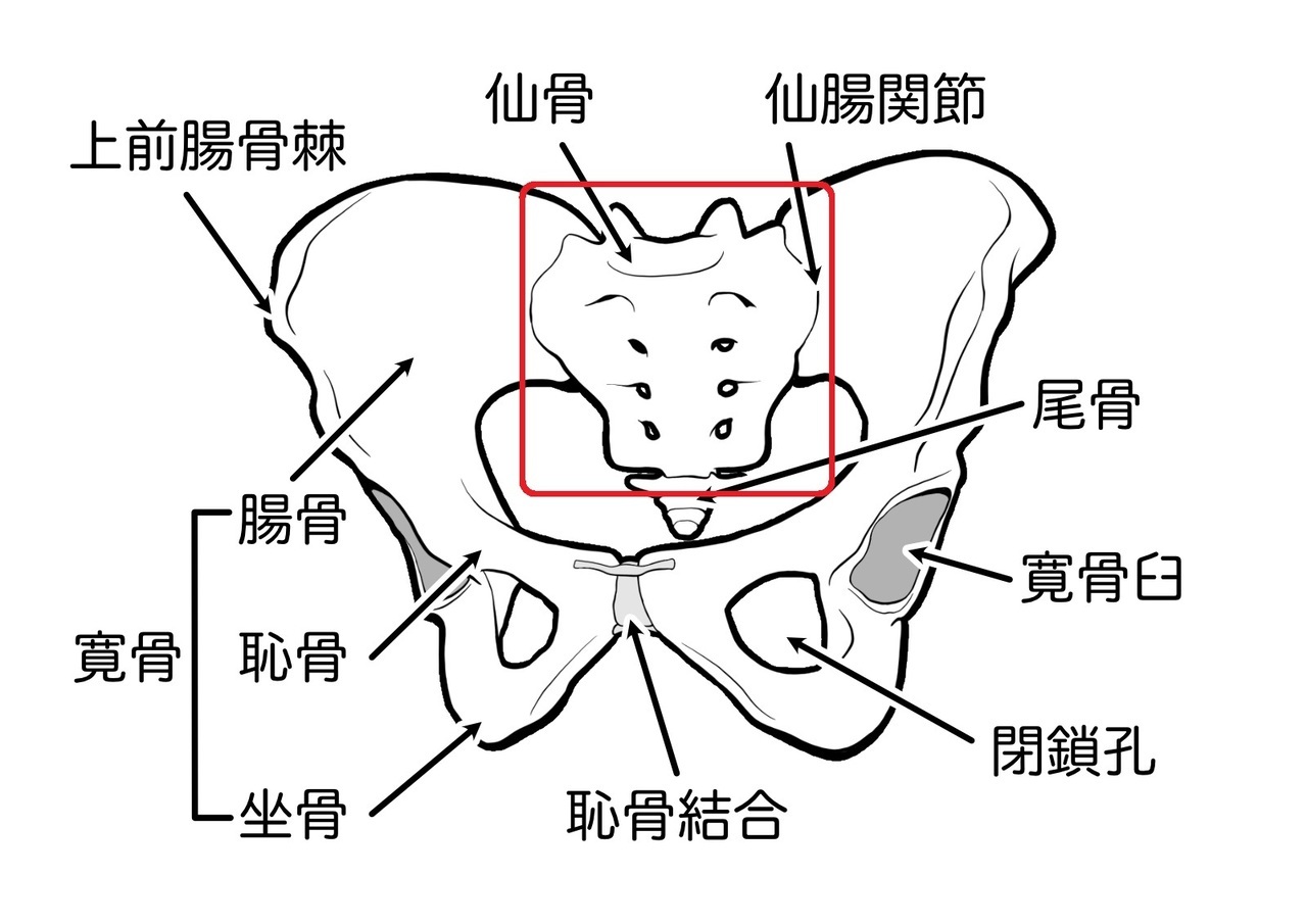 骨盤の中心に仙骨