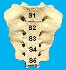 仙骨形成と成長期の骨格