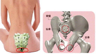 女性の仙骨を背面からみる