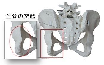 座骨の突起（後面）