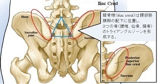 腰部筋膜群の三角地帯