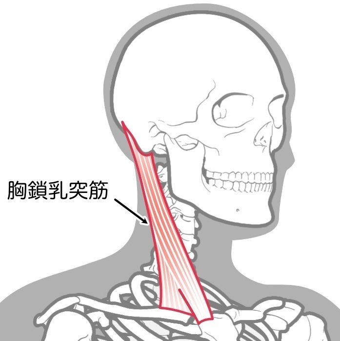 胸鎖乳突筋ライン