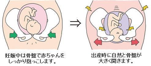 産後の骨盤と胎児の産道