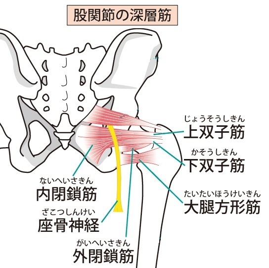 股関節の深層筋群