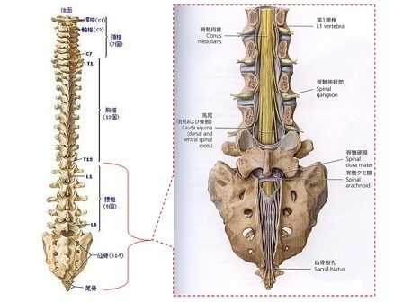 背部の神経と仙骨の神経