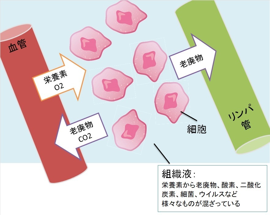 組織液と細胞