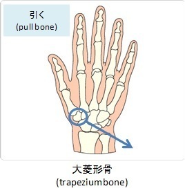 大菱形骨(trapezium bone)