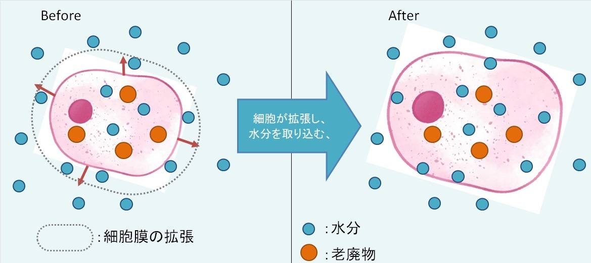 細胞のむくみ