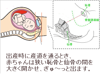 産道を通るときの 恥骨と仙骨