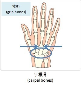 手根骨(carpal bones)