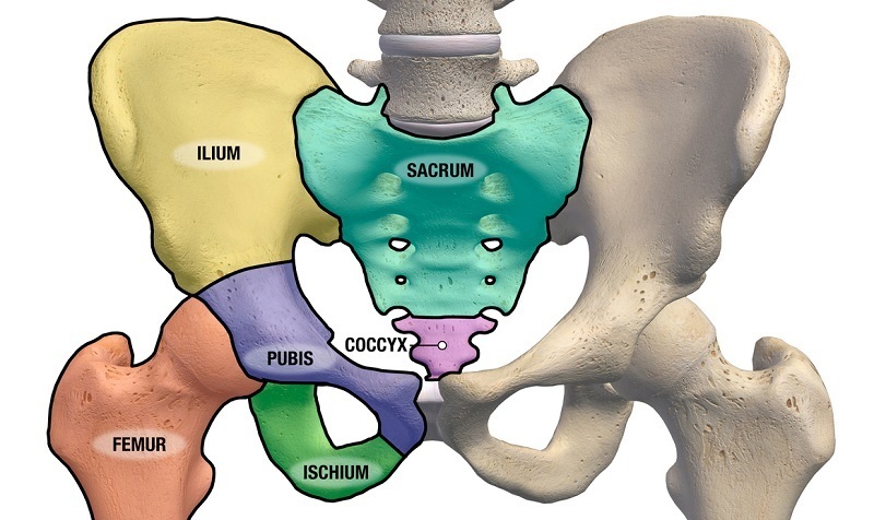 Sacrum_Pelvis