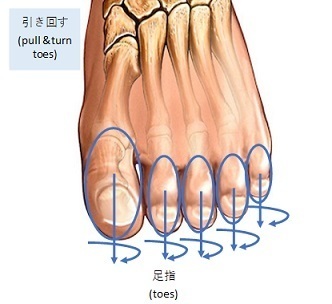 足首(ankle)