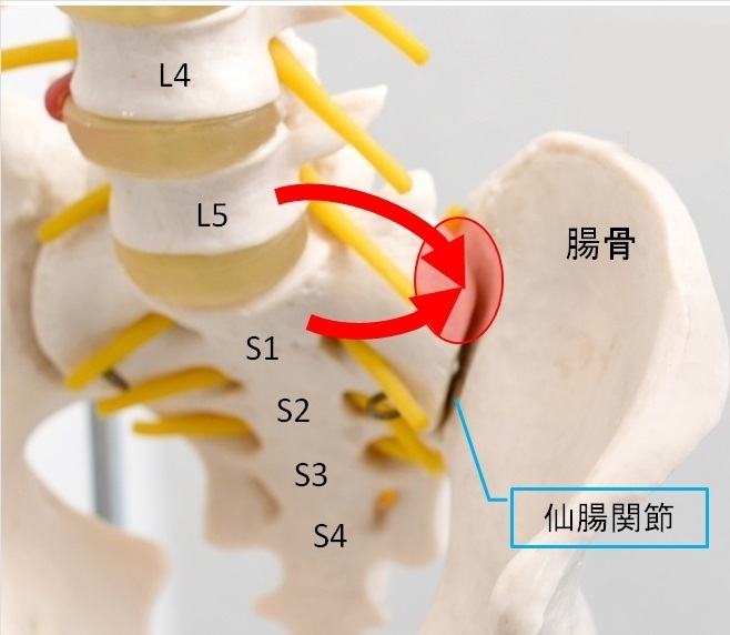仙腸関節_L5_S1負荷