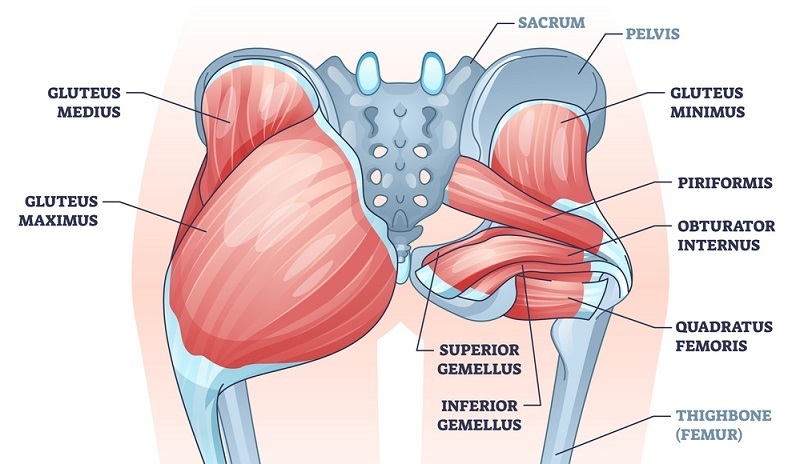 Posterior_Sacro