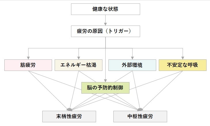 疲労モデル