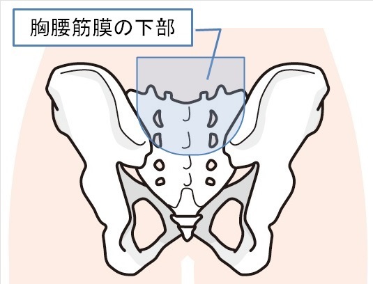 胸腰筋膜の下部