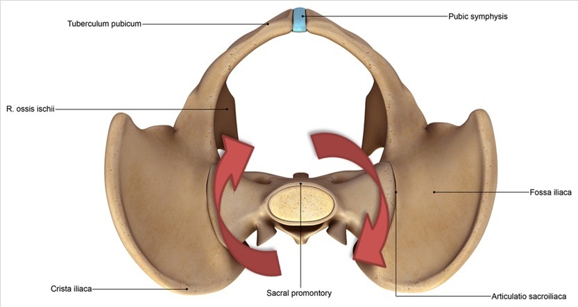 torque_sacrum