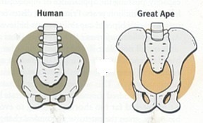 Comparison of sacrum (human and ape)