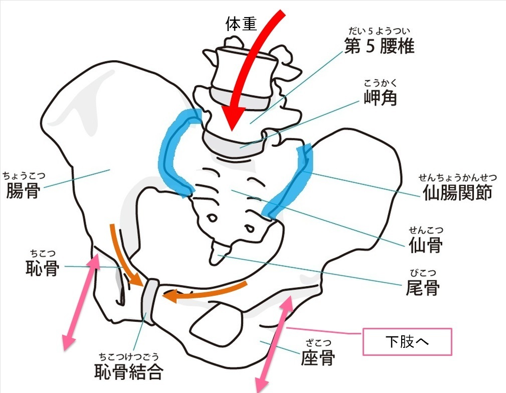 骨盤の体重分散