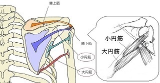 肩甲骨付近の筋肉と腱