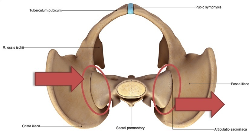 separatin_sacrum