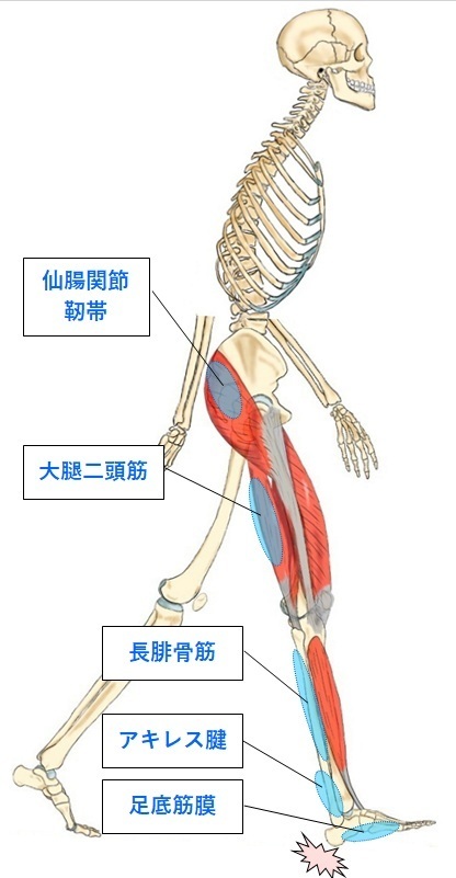 仙腸関節と踵歩行