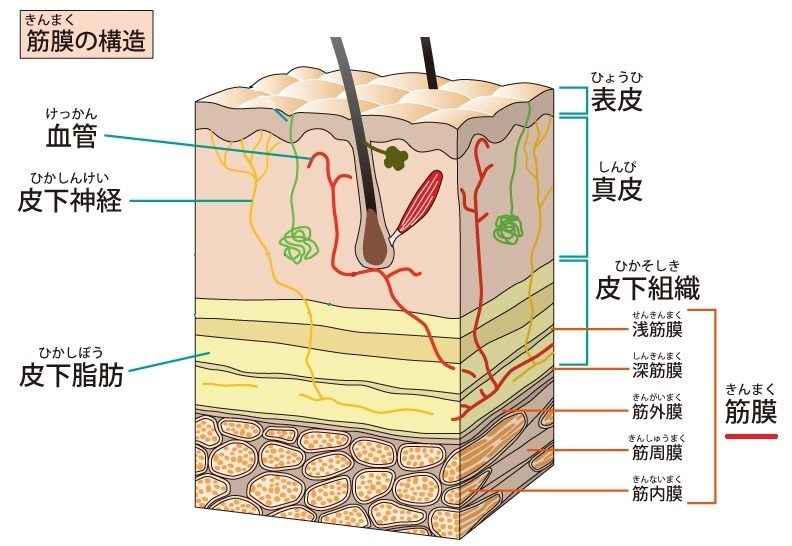皮下の筋膜
