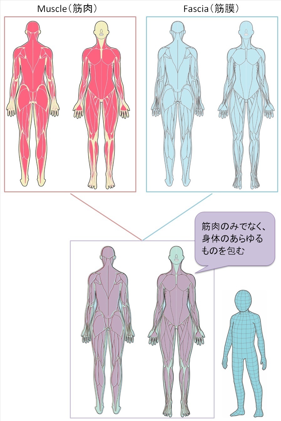 筋肉イメージ