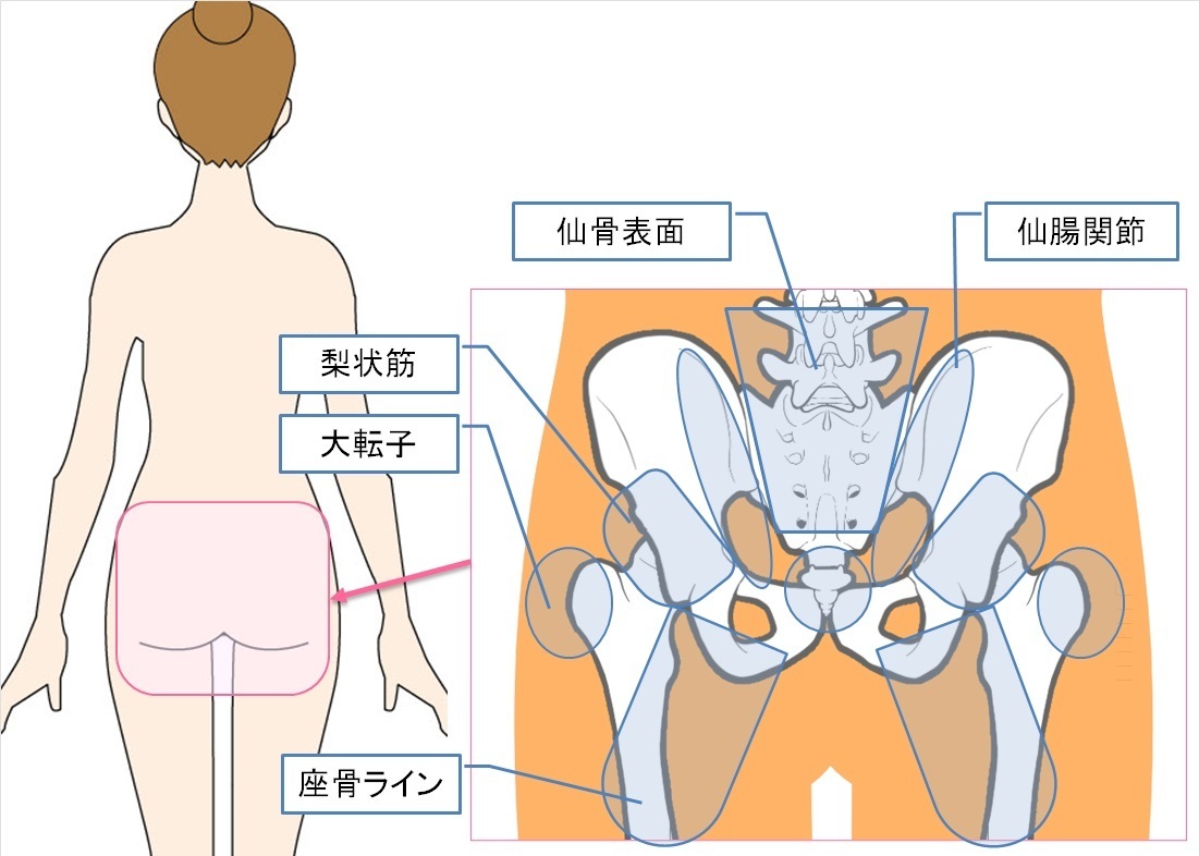 でん部（お尻）のほぐし