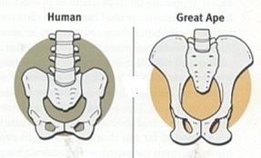 仙骨の比較（人と類人猿）
