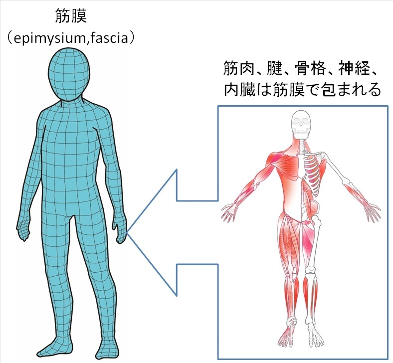 筋膜と仙腸関節