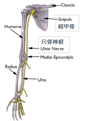 肩甲背神経から手腕ラインへの連携 