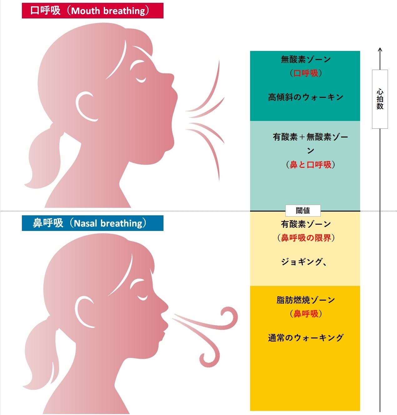 口呼吸・鼻呼吸の閾値ライン
