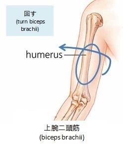 上腕二頭筋(biceps brachii)