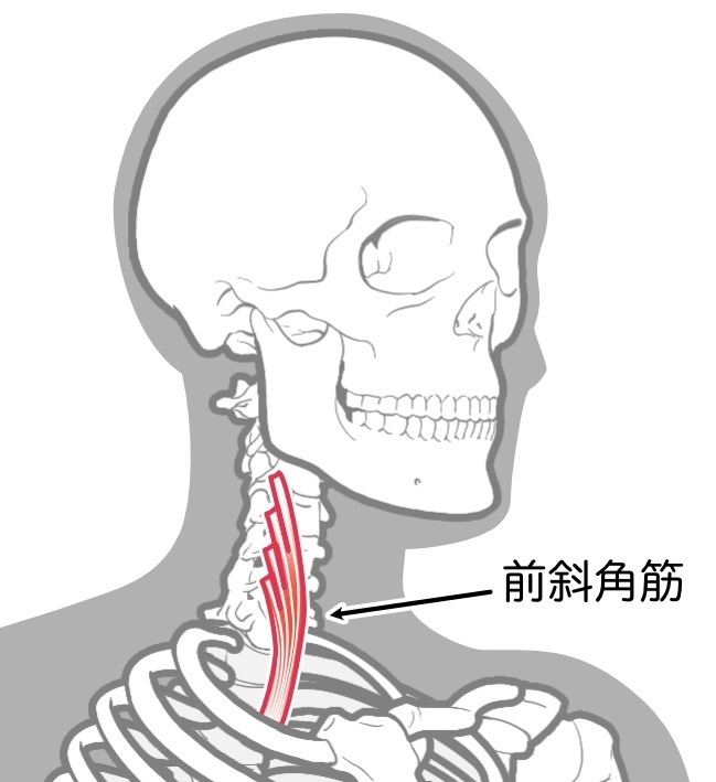 前斜角筋ライン