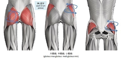 殿筋(gluteus)