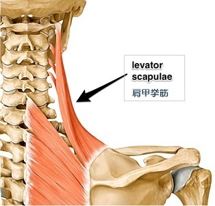 肩甲挙筋の回転運動 (levator scapulae)