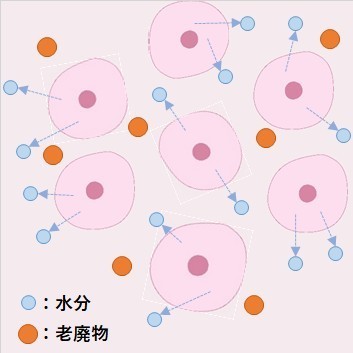 細胞（外側が高張）
