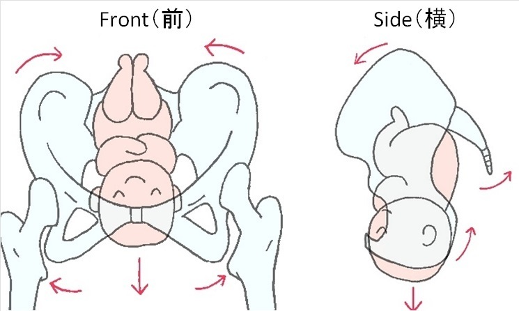 産後の骨盤と胎児の産道